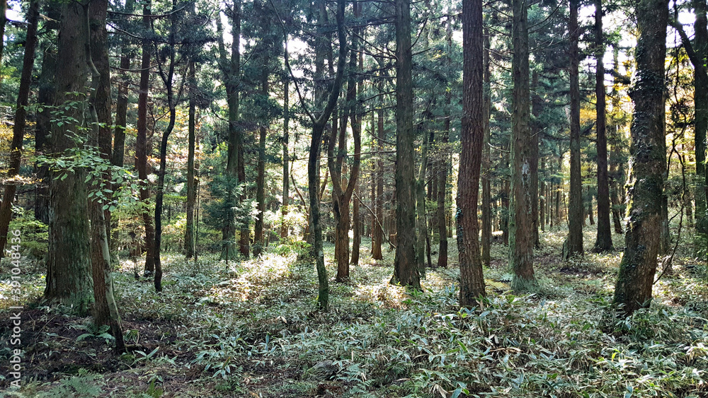 Fototapeta premium 한라산 둘레길 천아숲길 풍경, 단풍