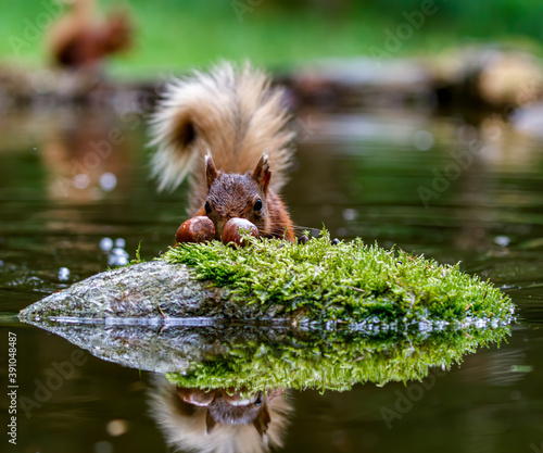 Red Squirrel approach