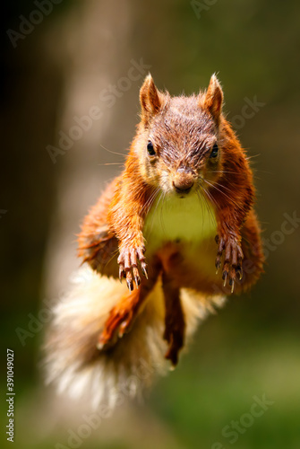 Leaping Red Squirrel