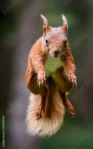 Flying Red Squirrel