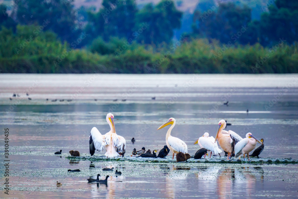 Pelicans, and other birds, in the Hula nature reserve