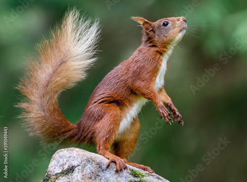 Red Squirrel on Rock