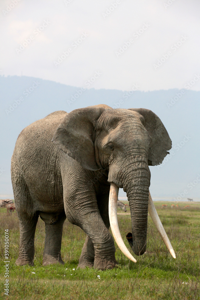 Obraz premium Afrikanische Elefant (Loxodonta africana) Bulle in der Steppe, Amboseli Nationalpark, Kenia, Ostafrika