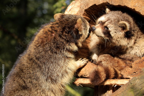 Photography Waschbär (Procyon lotor) auch Nordamerikanischer Waschbär, Pärchen vor Höhle