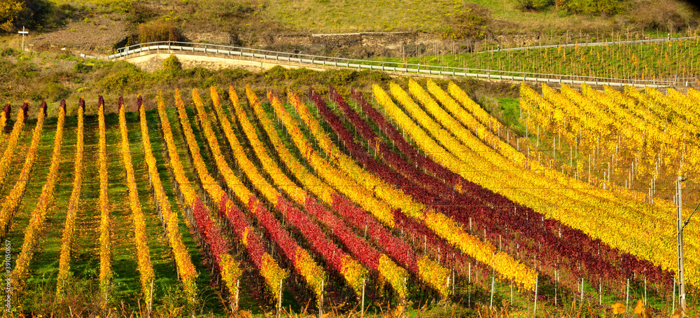 Autumnal vineyards at the Moselle in Germany Autumnal vineyards at the Moselle in Germany