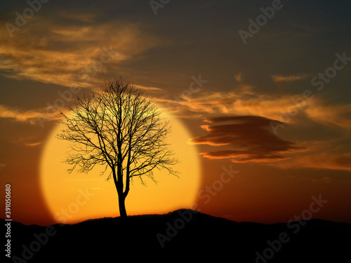 sunset evening sky and tree