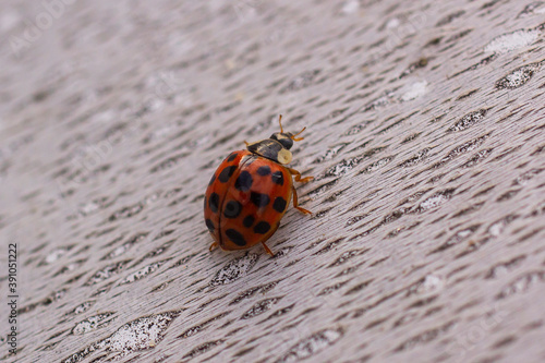 Harmonia axyridis, most commonly known as the harlequin, multicolored Asian, or Asian ladybeetle, close-up.