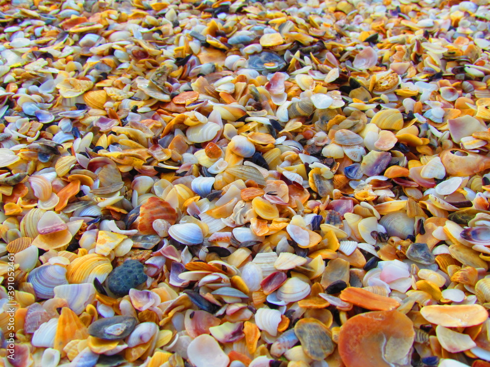 coquina coquina