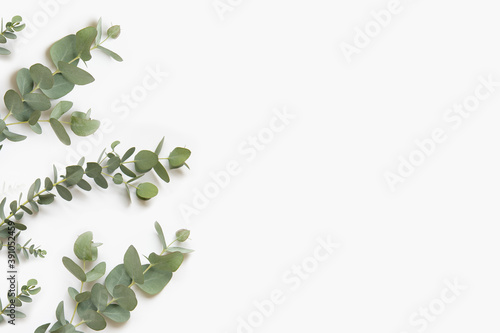 Green leaves of eucalyptus branches on a white background.