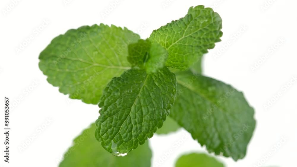 mint. water drops on Fresh mojito mint leaf, white background. close up