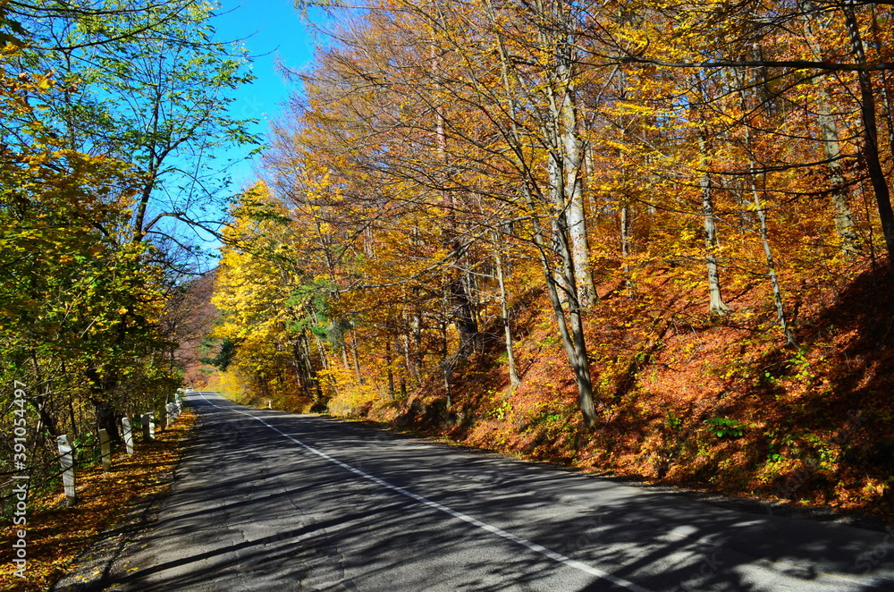 Obraz premium Golden autumn scene in a park, with falling leaves, the sun shining through the trees and blue sky
