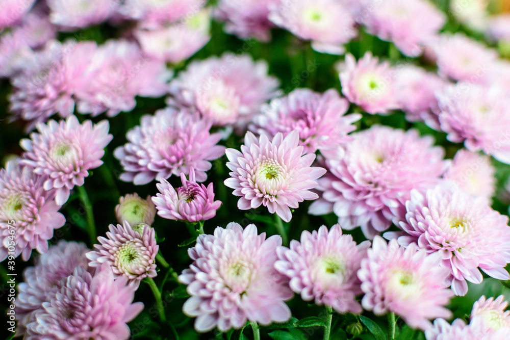 Many vivid pink Chrysanthemum x morifolium flowers in a garden in a sunny autumn day, beautiful colorful outdoor background photographed with soft focus.