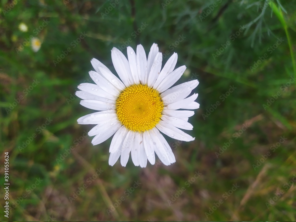 Obraz premium daisy flower