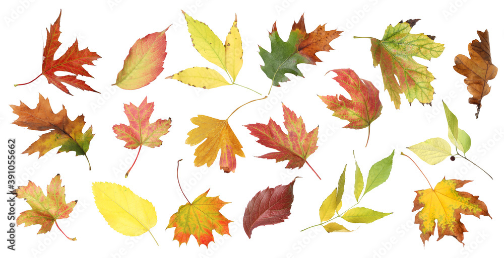 Set of different autumn leaves on white background. Banner design