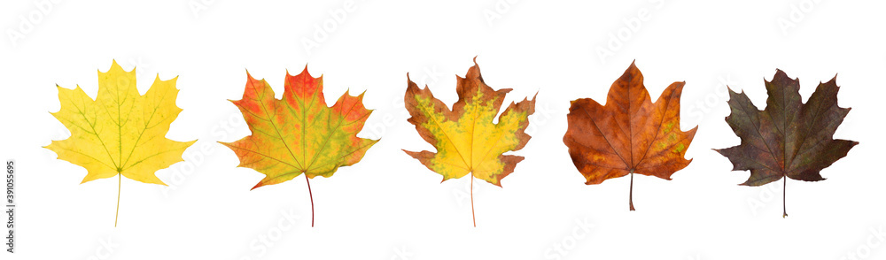 Set of autumn leaves on white background. Banner design Set of autumn leaves on white background. Banner design