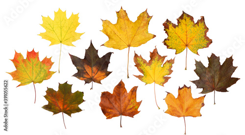 Set of autumn leaves on white background. Banner design
