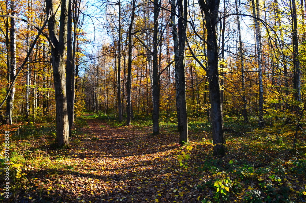 Golden autumn scene in a park, with falling leaves, the sun shining through the trees and blue sky Golden autumn scene in a park, with falling leaves, the sun shining through the trees and blue sky