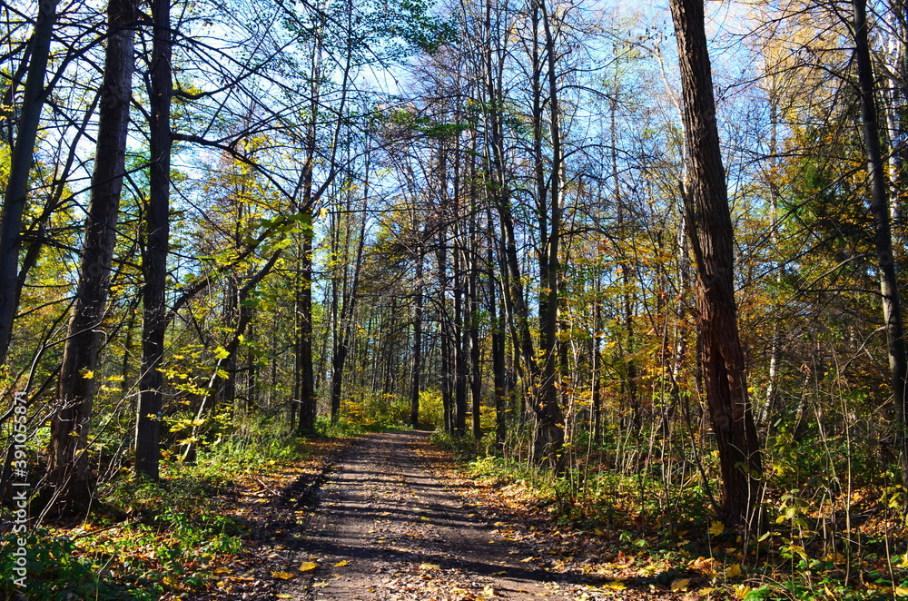 Golden autumn scene in a park, with falling leaves, the sun shining through the trees and blue sky Golden autumn scene in a park, with falling leaves, the sun shining through the trees and blue sky