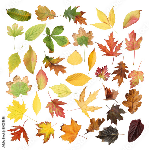 Set of different autumn leaves on white background