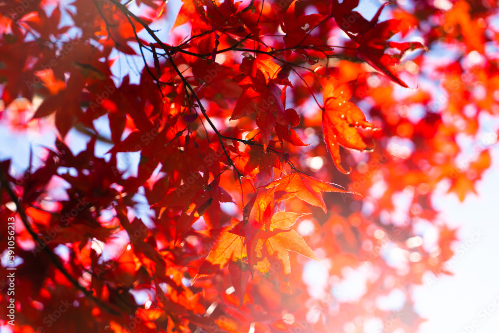 紅葉 紅葉