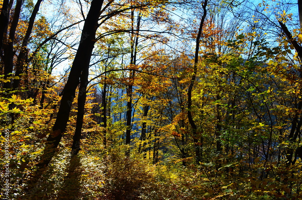 Golden autumn scene in a park, with falling leaves, the sun shining through the trees and blue sky