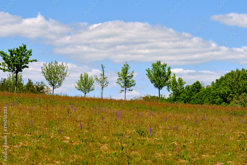 Fototapeta premium Landschaft im Naturschutzgebiet Mäusberg bei Karlstadt, Landkreis Main-Spessart, Unterfranken, Bayern, Deutschland