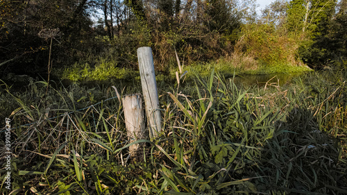 Old fenceposts in a fall rural setting with stream