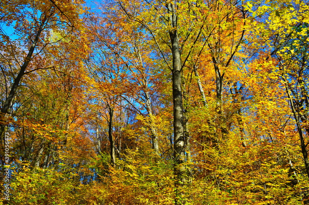 Fototapeta premium Golden autumn scene in a park, with falling leaves, the sun shining through the trees and blue sky
