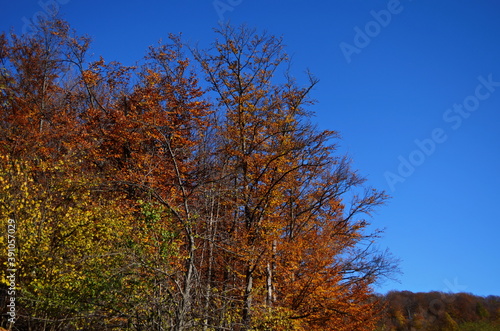 Golden autumn scene in a park, with falling leaves, the sun shining through the trees and blue sky