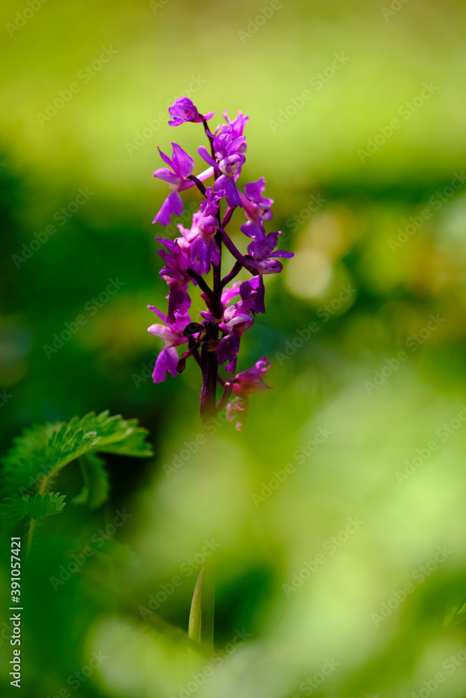 Kleine Knabenkraut, Anacamptis morio, Orchis morio Kleine Knabenkraut, Anacamptis morio, Orchis morio