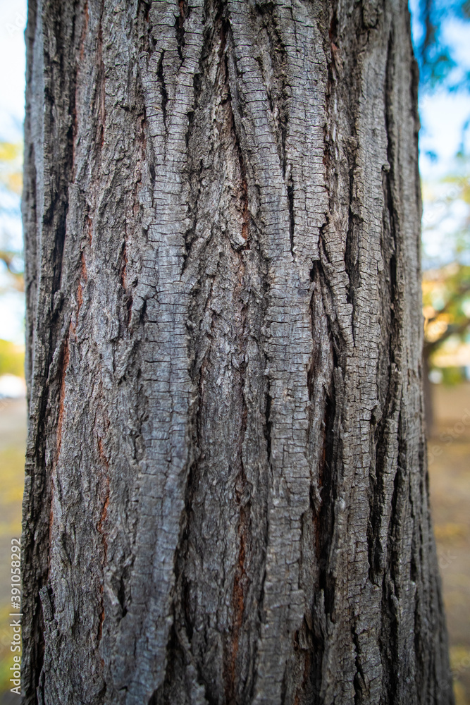 Obraz premium madera arbol