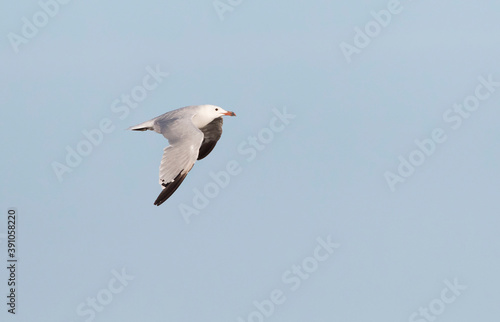 Audouin's Gull, Ichthyaetus audouinii