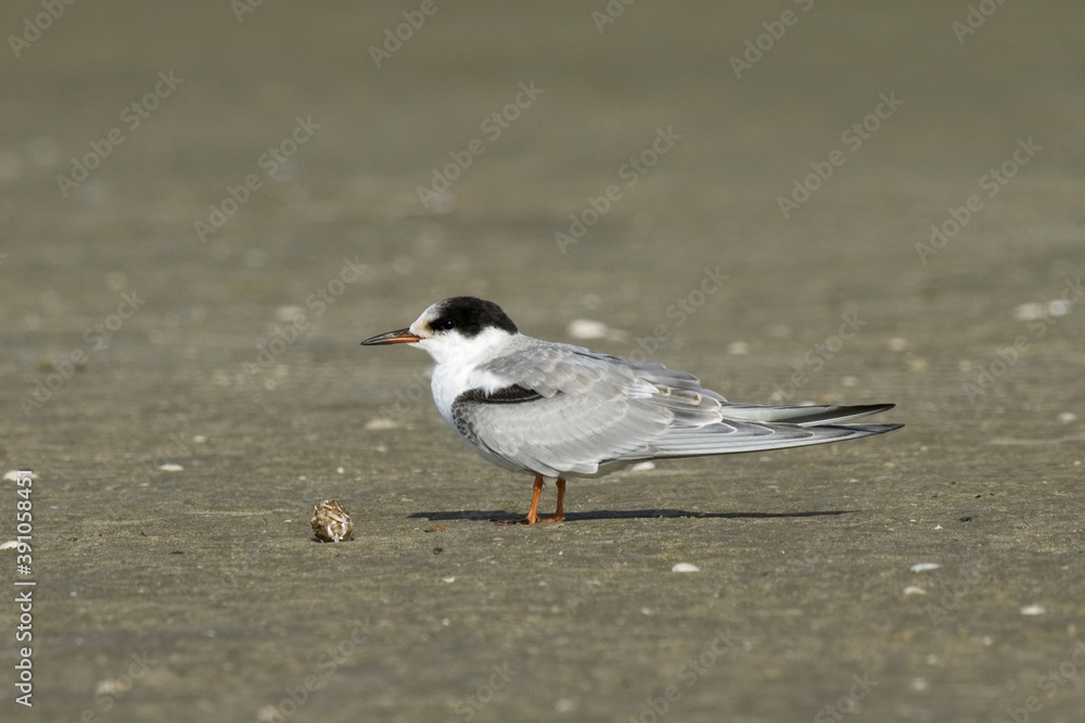 Common Tern, Visdief, Sterna hirundo Common Tern, Visdief, Sterna hirundo