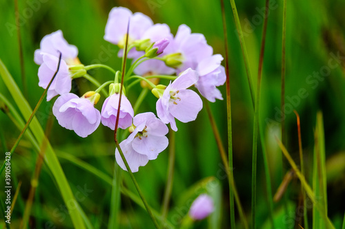Icelandic flowers, pink