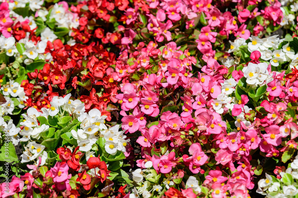 Top view of many vivid pink begonia flowers with fresh in a garden in a sunny summer day, perennial flowering plants in the family Begoniaceae, vivid floral background in direct sunlight. Top view of many vivid pink begonia flowers with fresh in a garden in a sunny summer day, perennial flowering plants in the family Begoniaceae, vivid floral background in direct sunlight.