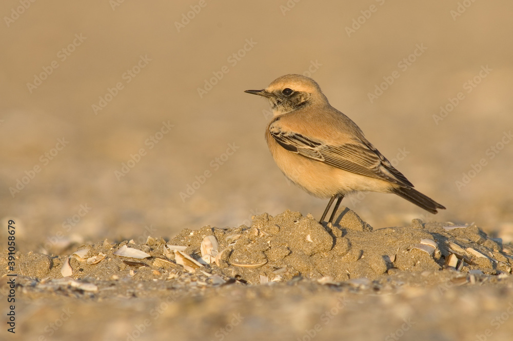 Fototapeta premium Desert Wheatear, Oenanthe deserti