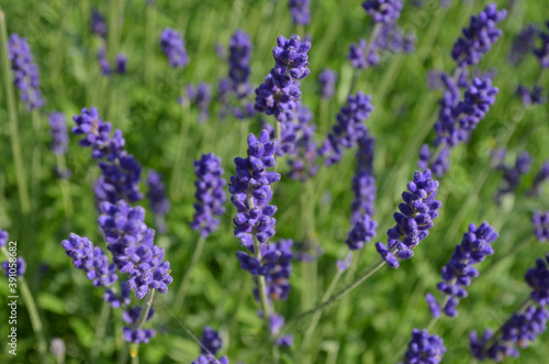 Many small blue lavender flowers in a sunny summer day in the South of France, beautiful outdoor floral background photographed with soft focus.