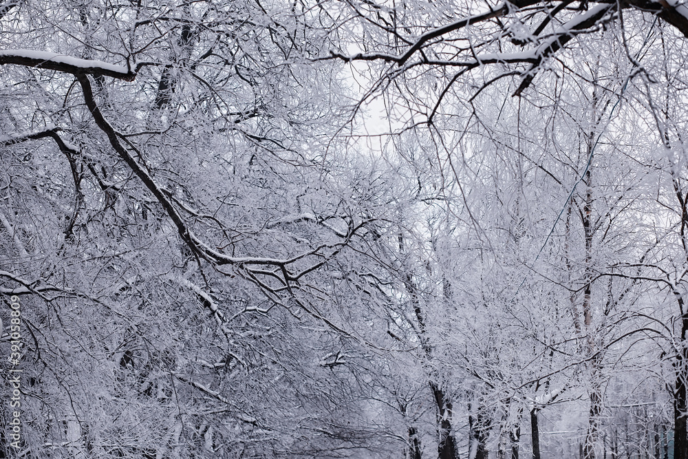 Winter forest landscape. Tall trees under snow cover. January frosty day in the park. Winter forest landscape. Tall trees under snow cover. January frosty day in the park.