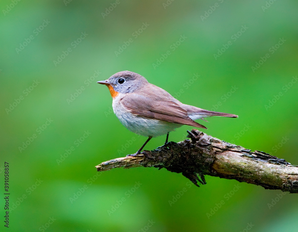 Kleine Vliegenvanger, Red-breasted Flycatcher, Picedula parva Kleine Vliegenvanger, Red-breasted Flycatcher, Picedula parva