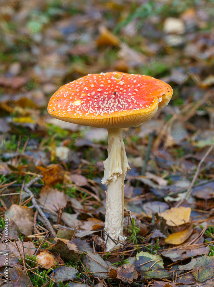 Fly Agaric in the Forest (Bergwerkswald, Grossen-Linden, Hessia Germany) during awalk in autum Fly Agaric in the Forest (Bergwerkswald, Grossen-Linden, Hessia Germany) during awalk in autum