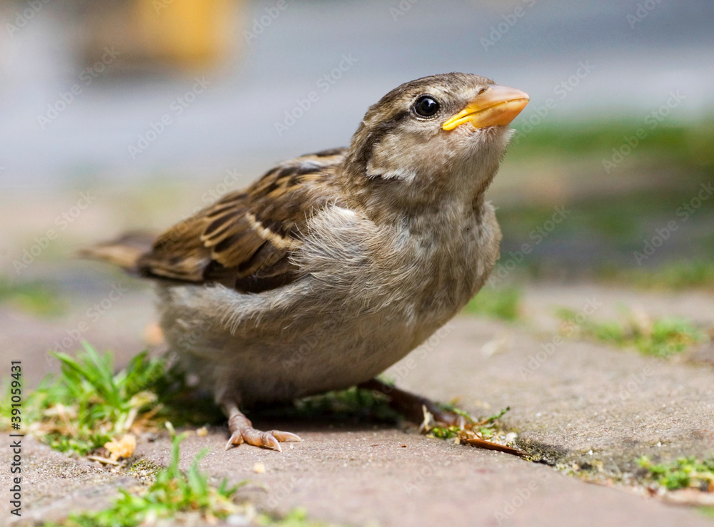Huismus, House Sparrow, Passer domesticus Huismus, House Sparrow, Passer domesticus