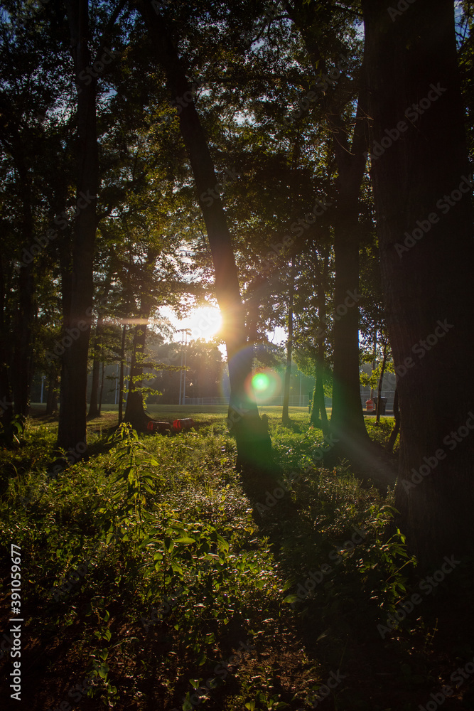 Obraz premium sun shining through the forest