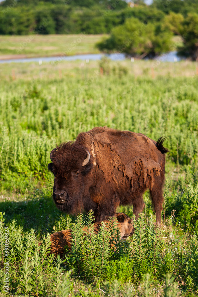 Bison at the Flint Hills Prairie Bison Reserve graze on natural grasses. The herd stays together for protection. Bison at the Flint Hills Prairie Bison Reserve graze on natural grasses. The herd stays together for protection.