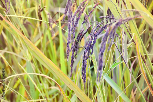 Fotografie Ear of riceberry, natural blurred background, selective focus.
