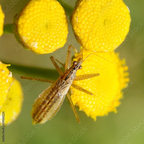 Nabis limbatus - Zażartka jajowata na kwiatostanie wrotycza (Tanacetum vulgare) - Trójmiejski Park Krajobrazowy