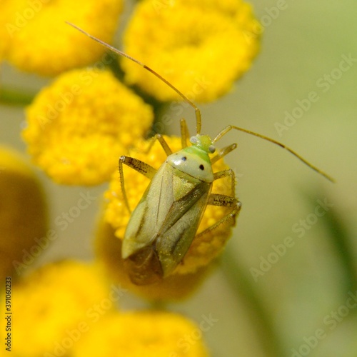 Adelphocoris quadripunctatus - Ozdobnik czteroplamek na kwiatostanie wrotycza (Tanacetum vulgare) - Trójmiejski Park Krajobrazowy