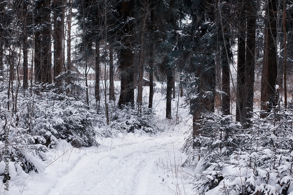 Winter forest. Landscape of the park in winter. Snow-covered trees at the edge. Winter forest. Landscape of the park in winter. Snow-covered trees at the edge.