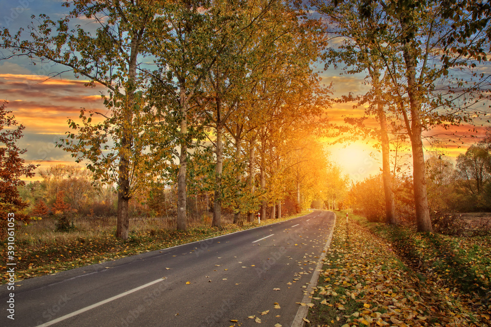 beautiful golden sunny autumn and empty road landscape