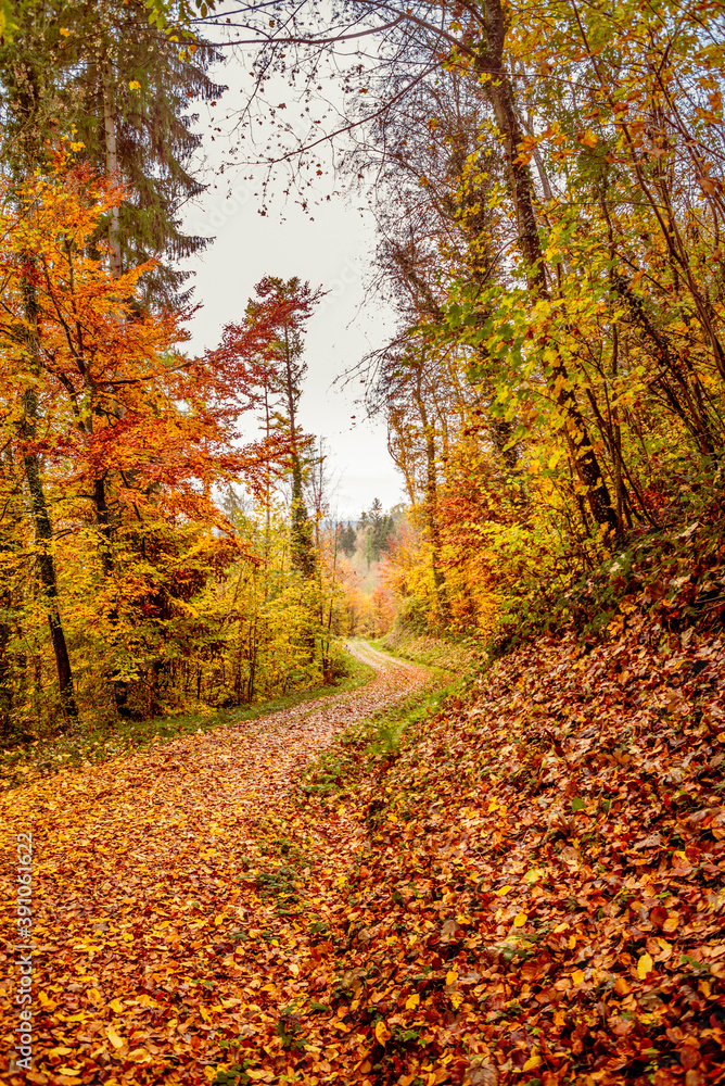 A country road in a forest in Switzerland surrounded by colorful autumn trees and leaves