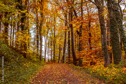 A country road in a forest in Switzerland surrounded by colorful autumn trees and leaves